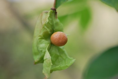 Staphylea pinnata - klokoč zpeřený - zrající plod (2)